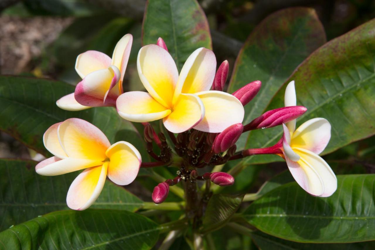 Banyan Tree Sanctuary Guest House Kalaoa ภายนอก รูปภาพ