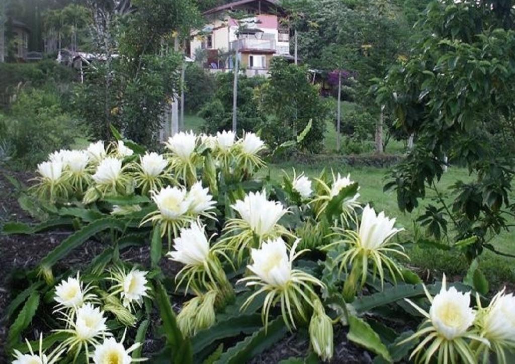 Banyan Tree Sanctuary Guest House Kalaoa ภายนอก รูปภาพ
